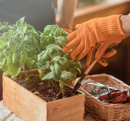 Manos con guantes naranjas cuidando plantas en huerta agroecológica con herramientas manuales y compost en caja de madera.