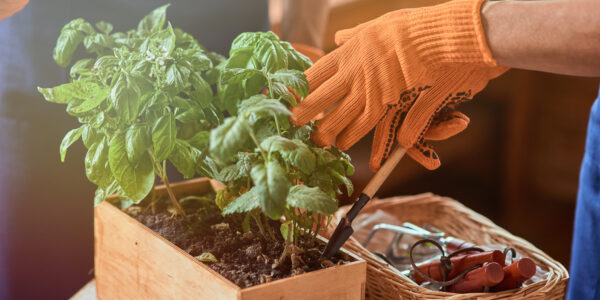Manos con guantes naranjas cuidando plantas en huerta agroecológica con herramientas manuales y compost en caja de madera.
