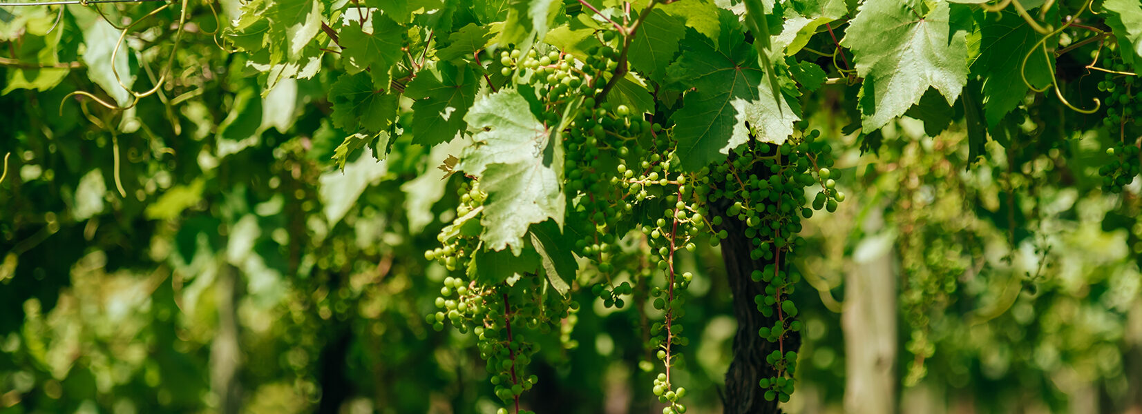 Racimos verdes colgando de una parra en un viñedo bajo luz solar