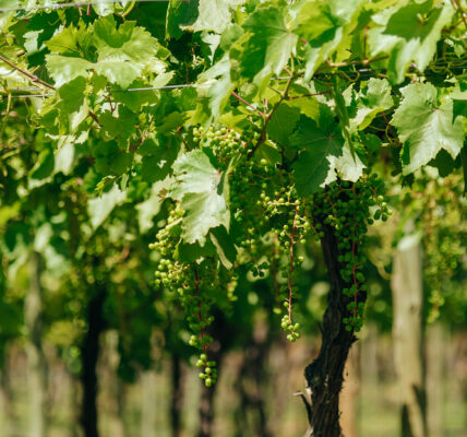 Racimos verdes colgando de una parra en un viñedo bajo luz solar