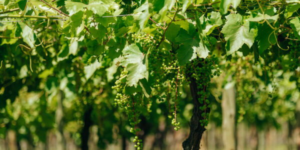 Racimos verdes colgando de una parra en un viñedo bajo luz solar