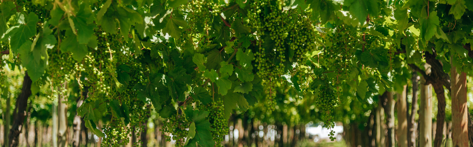 Filas de viñedos con racimos de uvas verdes en etapa de crecimiento bajo pérgolas frondosas.