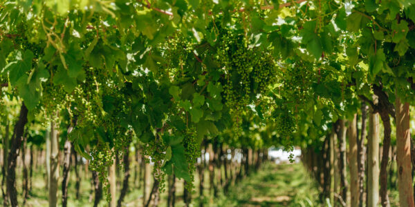 Filas de viñedos con racimos de uvas verdes en etapa de crecimiento bajo pérgolas frondosas.