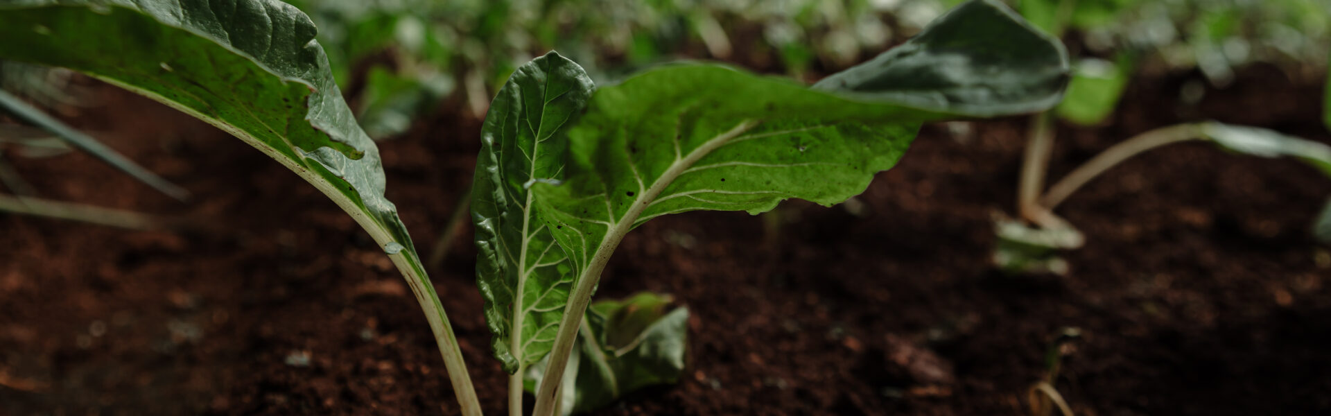 Planta joven de cultivo orgánico brotando en tierra fértil dentro de un invernadero protegido.