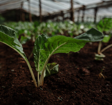 Planta joven de cultivo orgánico brotando en tierra fértil dentro de un invernadero protegido.