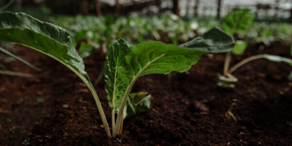 Planta joven de cultivo orgánico brotando en tierra fértil dentro de un invernadero protegido.