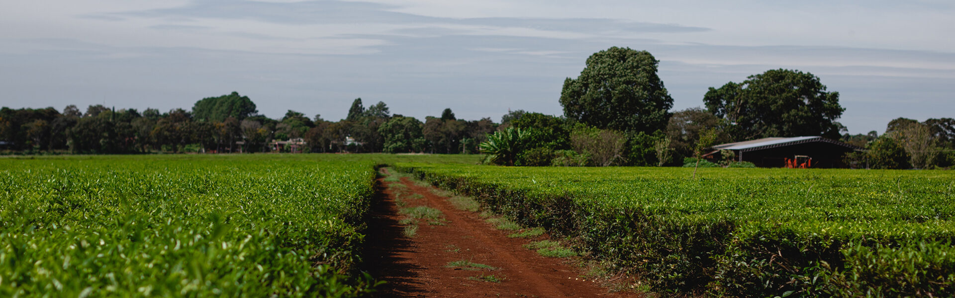 Campo cultivado de forma orgánica con tierra roja y vegetación sana bajo cielo despejado.