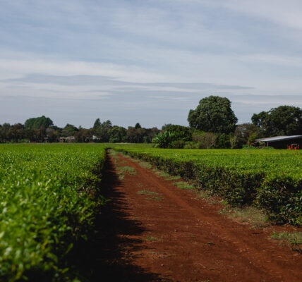 Campo cultivado de forma orgánica con tierra roja y vegetación sana bajo cielo despejado.