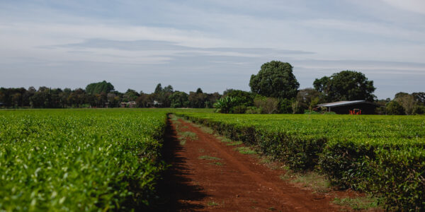 Campo cultivado de forma orgánica con tierra roja y vegetación sana bajo cielo despejado.