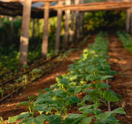 Filas de plantas jóvenes de pepino creciendo bajo un invernadero de estructura rústica con techo translúcido y suelo fértil.