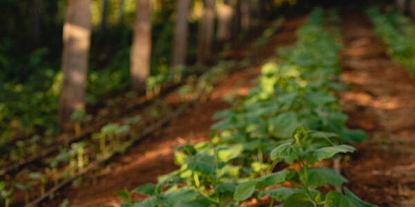Filas de plantas jóvenes de pepino creciendo bajo un invernadero de estructura rústica con techo translúcido y suelo fértil.