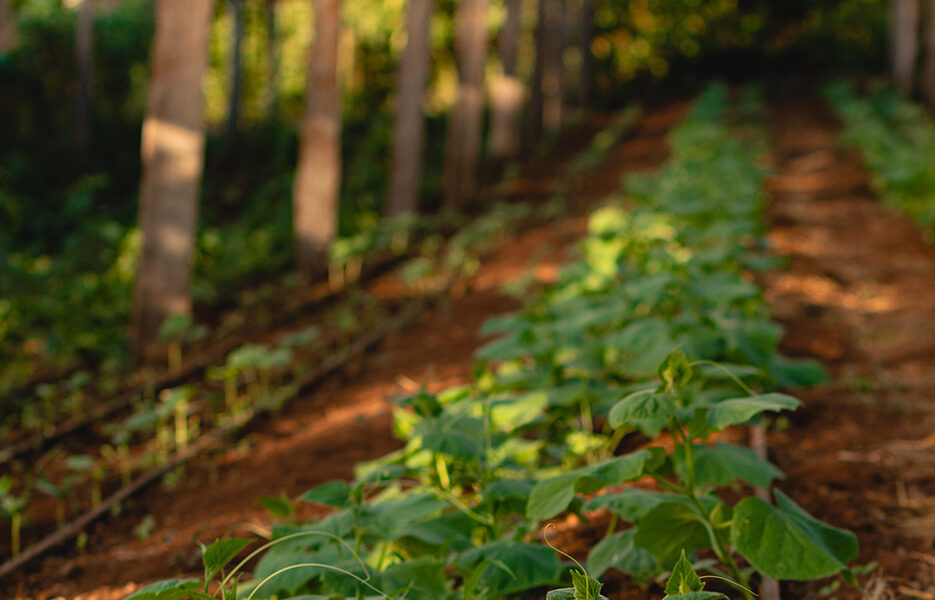 Filas de plantas jóvenes de pepino creciendo bajo un invernadero de estructura rústica con techo translúcido y suelo fértil.