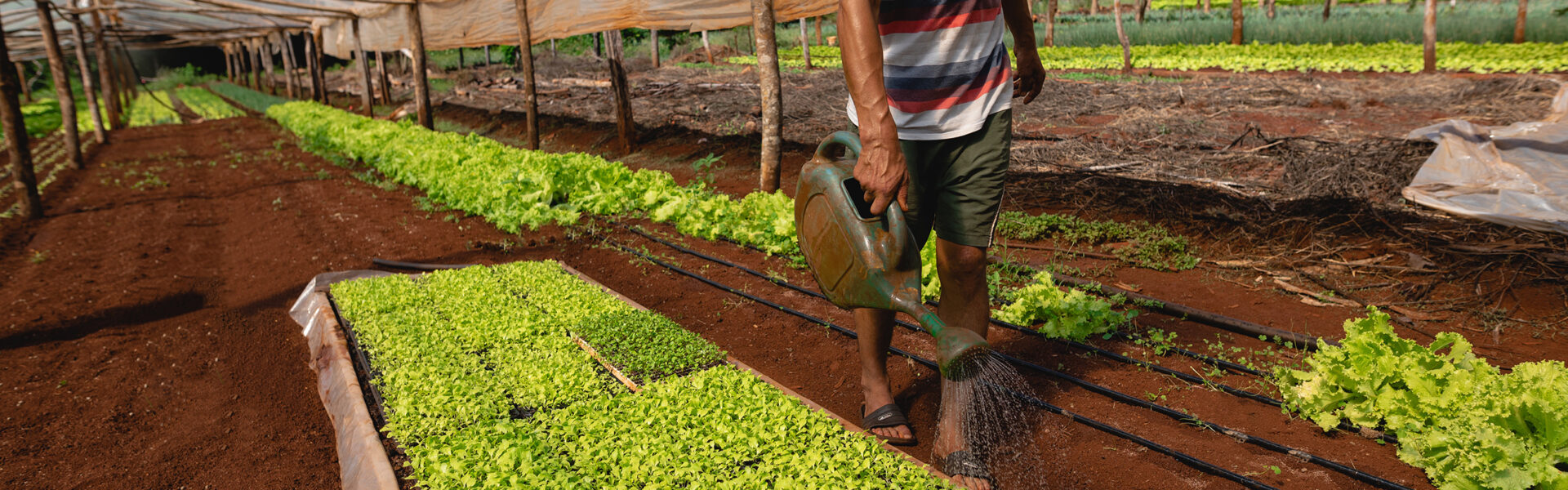 Agricultor regando bandejas de plantines en un invernadero rústico con suelo rojo y cultivos verdes bajo cubierta plástica.