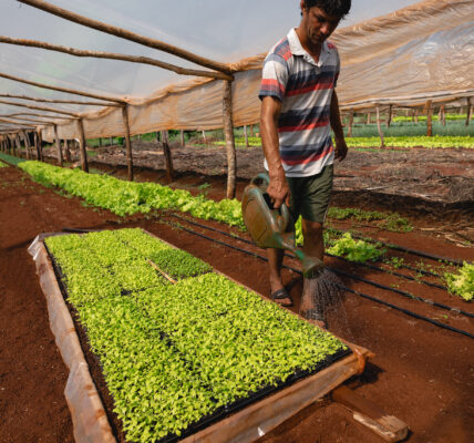 Agricultor regando bandejas de plantines en un invernadero rústico con suelo rojo y cultivos verdes bajo cubierta plástica.