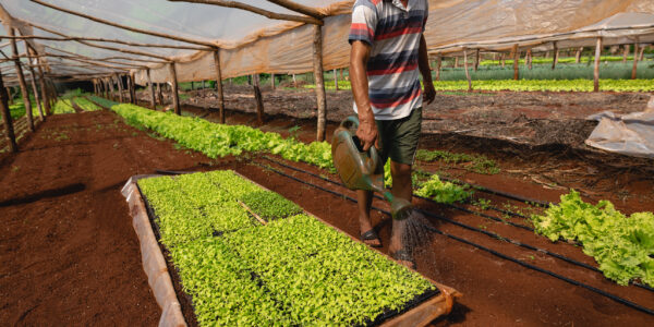 Agricultor regando bandejas de plantines en un invernadero rústico con suelo rojo y cultivos verdes bajo cubierta plástica.