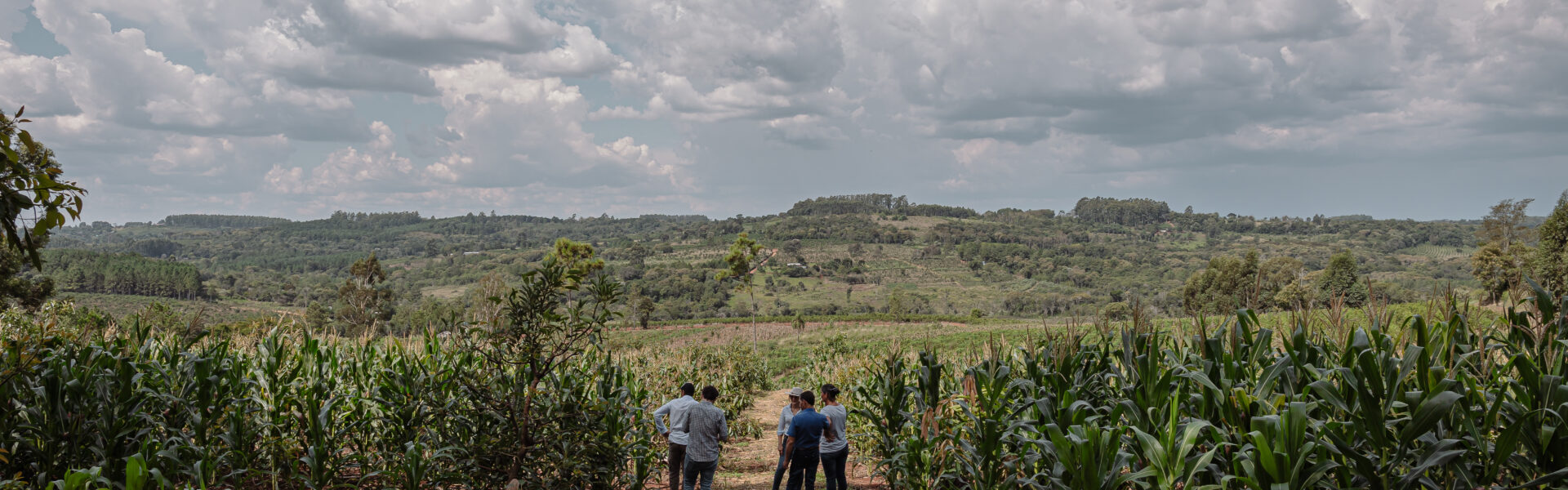 Grupo de personas recorriendo un cultivo de maíz en un entorno natural con cielo nublado.