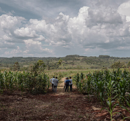 Grupo de personas recorriendo un cultivo de maíz en un entorno natural con cielo nublado.