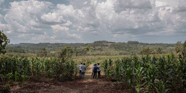 Grupo de personas recorriendo un cultivo de maíz en un entorno natural con cielo nublado.
