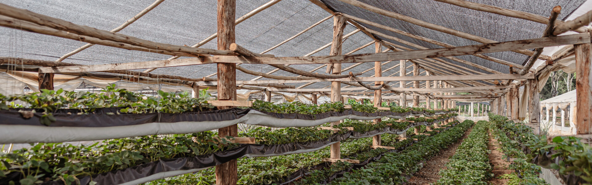 Cultivo en invernadero artesanal de madera con hileras de plantas en varios niveles y techo de media sombra.