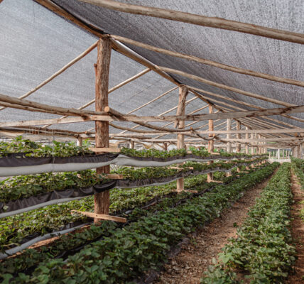 Cultivo en invernadero artesanal de madera con hileras de plantas en varios niveles y techo de media sombra.