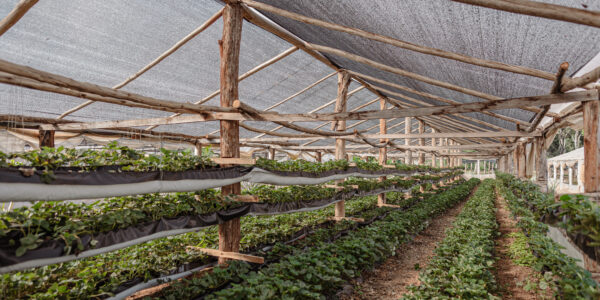 Cultivo en invernadero artesanal de madera con hileras de plantas en varios niveles y techo de media sombra.