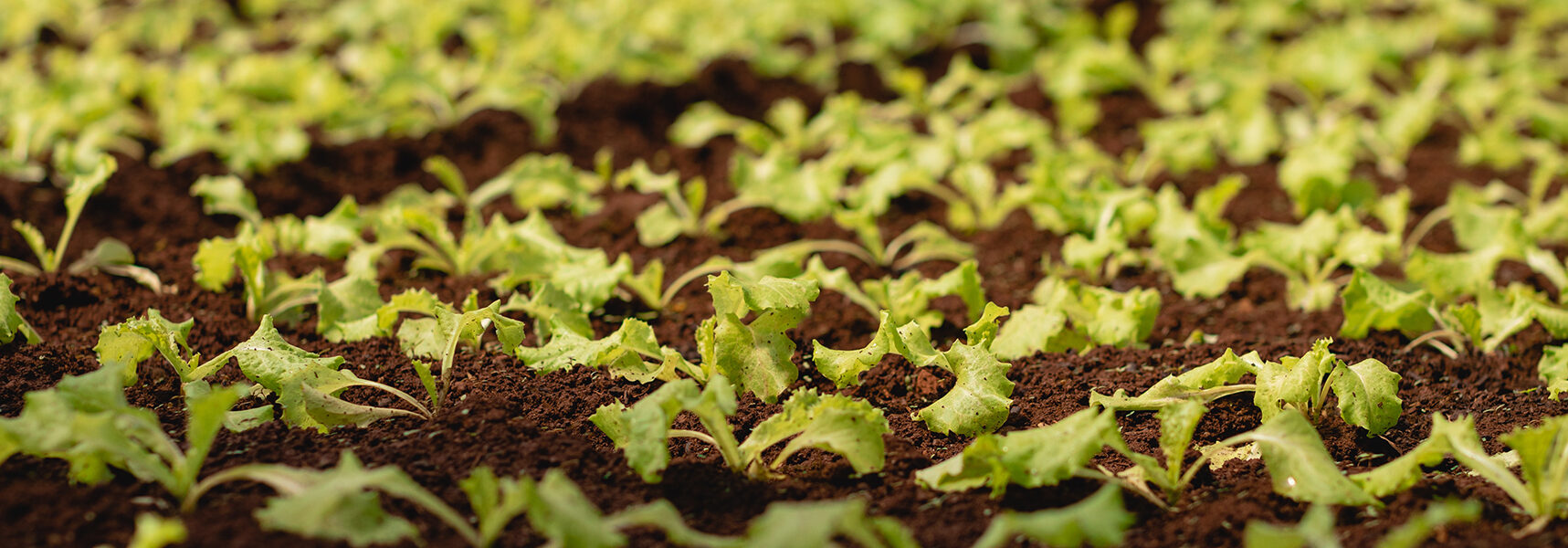 Plántulas jóvenes sembradas en hileras bajo una estructura de sombra en un cultivo protegido de pepinos.