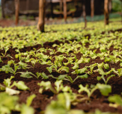 Plántulas jóvenes sembradas en hileras bajo una estructura de sombra en un cultivo protegido de pepinos.