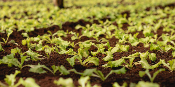 Plántulas jóvenes sembradas en hileras bajo una estructura de sombra en un cultivo protegido de pepinos.