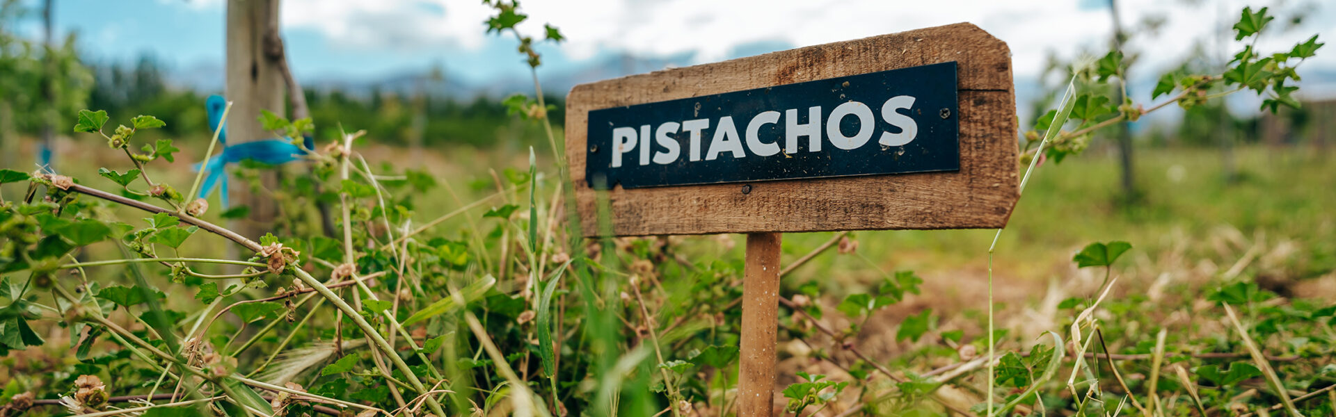 Cartel de madera con la palabra "Pistachos" en una plantación verde bajo cielo parcialmente nublado.