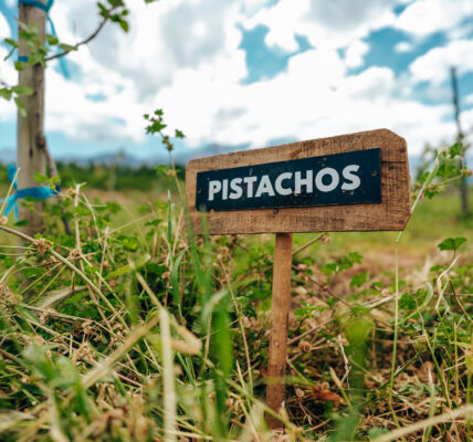 Cartel de madera con la palabra "Pistachos" en una plantación verde bajo cielo parcialmente nublado.