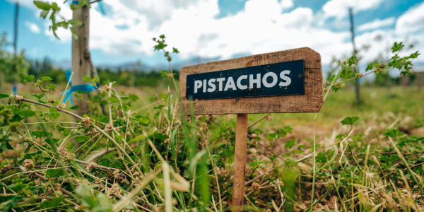 Cartel de madera con la palabra "Pistachos" en una plantación verde bajo cielo parcialmente nublado.