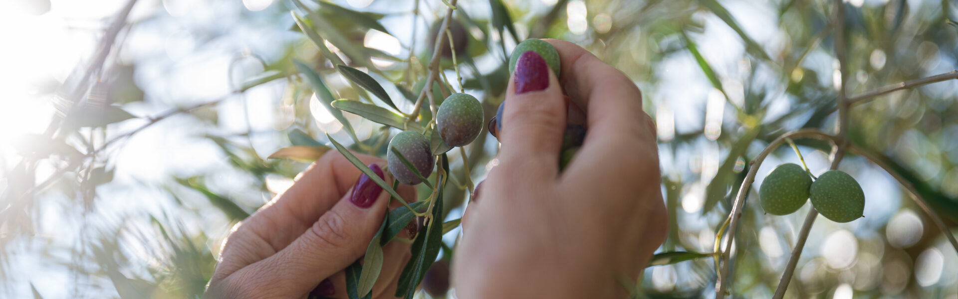 Manos femeninas recolectando aceitunas verdes en un olivo bajo luz natural.