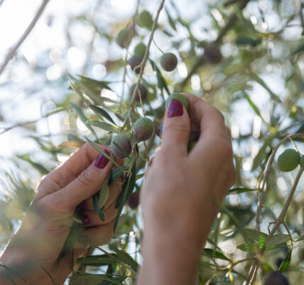 Manos femeninas recolectando aceitunas verdes en un olivo bajo luz natural.