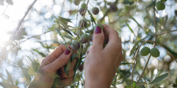 Manos femeninas recolectando aceitunas verdes en un olivo bajo luz natural.