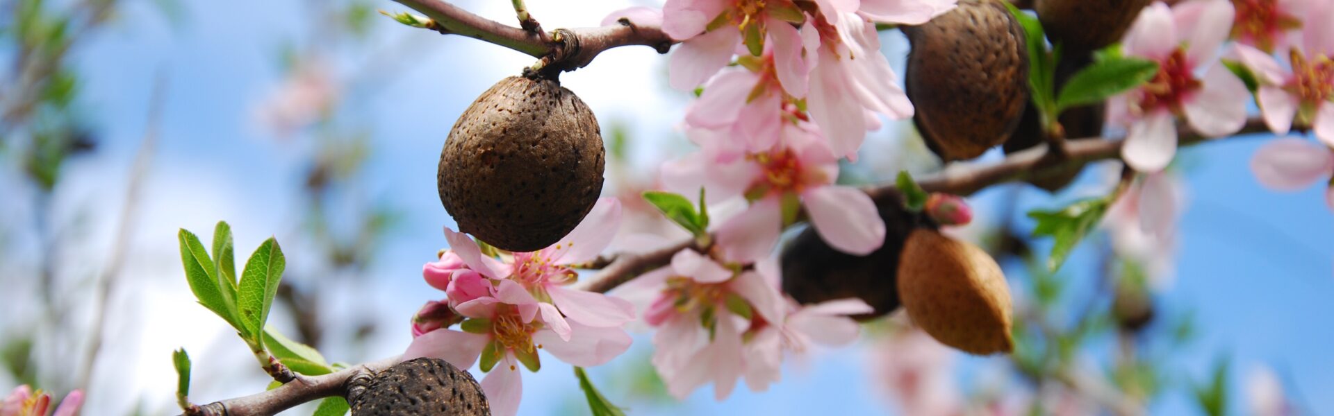 Ramas de almendro en flor con frutos en crecimiento, símbolo de agricultura sostenible en zonas áridas.