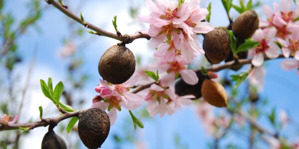 Ramas de almendro en flor con frutos en crecimiento, símbolo de agricultura sostenible en zonas áridas.