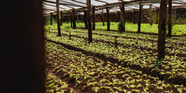 Vista de un invernadero rústico con cultivos jóvenes creciendo en hileras, ejemplo de producción sostenible con bioinsumos.
