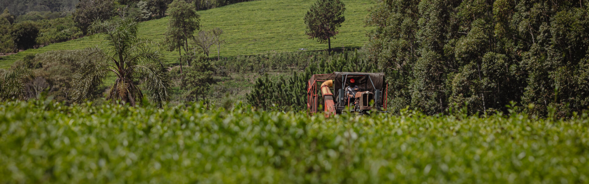 Tractor agrícola operando en un cultivo verde rodeado de árboles, representando prácticas sostenibles en el manejo del pepino.
