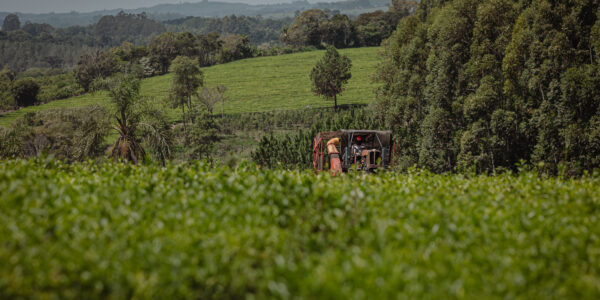Tractor agrícola operando en un cultivo verde rodeado de árboles, representando prácticas sostenibles en el manejo del pepino.