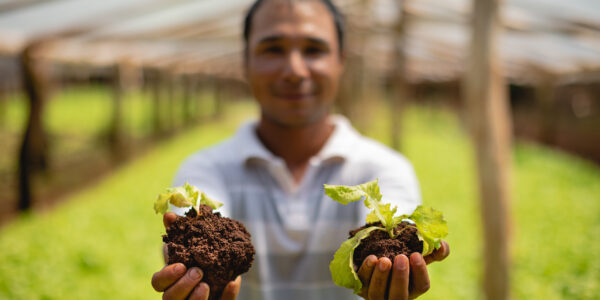 Productor mostrando plantines de pepino con suelo fértil en sus manos dentro de un invernadero.
