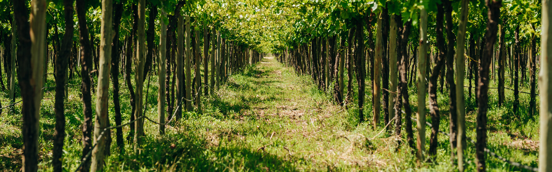 Hilera de viñedos verdes en una finca con suelo cubierto de pasto bajo luz solar intensa.