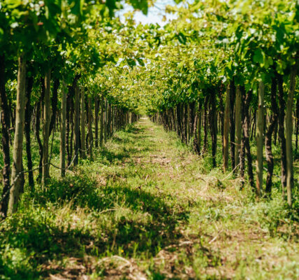Hilera de viñedos verdes en una finca con suelo cubierto de pasto bajo luz solar intensa.