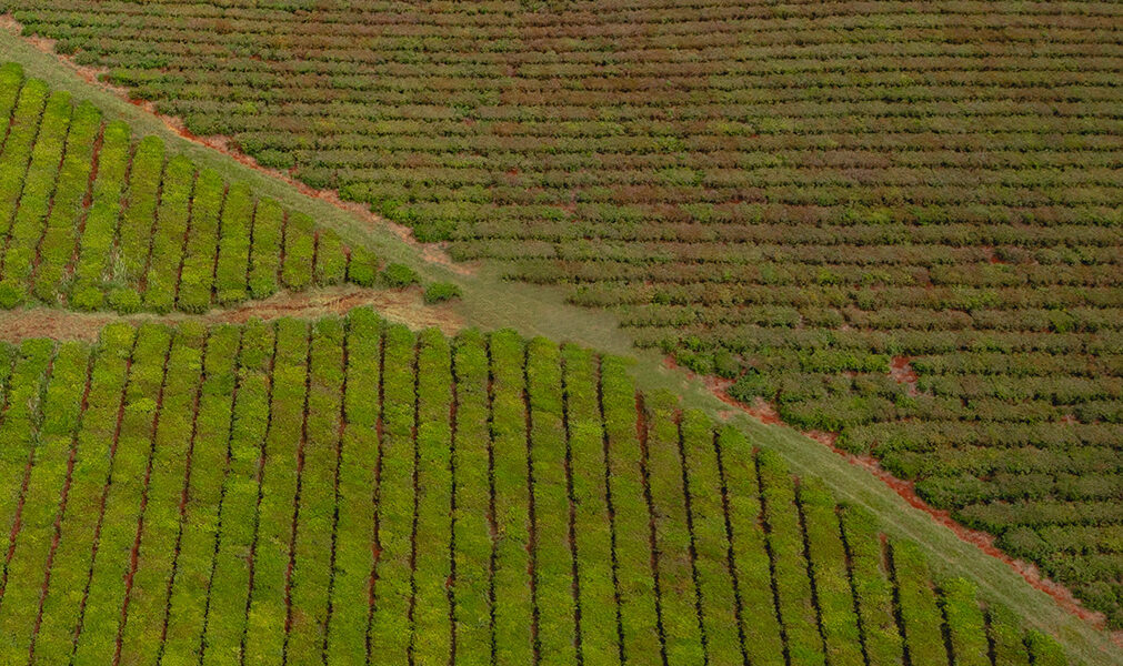 Vista aérea de un campo cultivado con hileras ordenadas de plantas sobre suelo rojo, rodeado de vegetación.