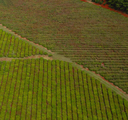 Vista aérea de un campo cultivado con hileras ordenadas de plantas sobre suelo rojo, rodeado de vegetación.