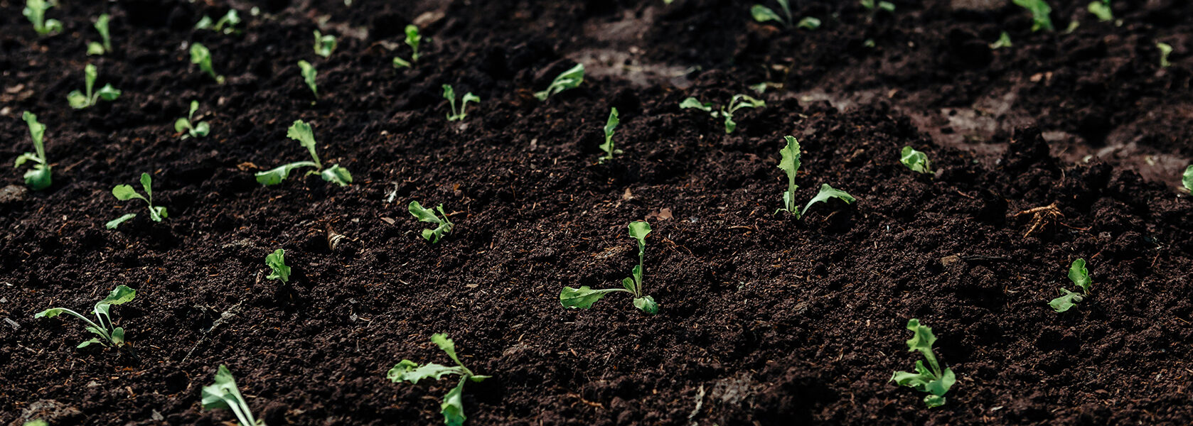 Plantines de pepino creciendo en un terreno oscuro y húmedo bajo condiciones controladas.