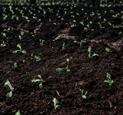 Plantines de pepino creciendo en un terreno oscuro y húmedo bajo condiciones controladas.
