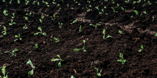 Plantines de pepino creciendo en un terreno oscuro y húmedo bajo condiciones controladas.