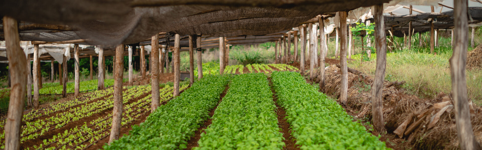 Cultivo intensivo de hortalizas bajo estructura de sombra rústica con techado natural y suelo fértil.