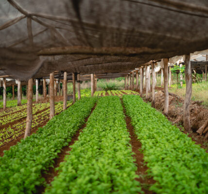 Cultivo intensivo de hortalizas bajo estructura de sombra rústica con techado natural y suelo fértil.