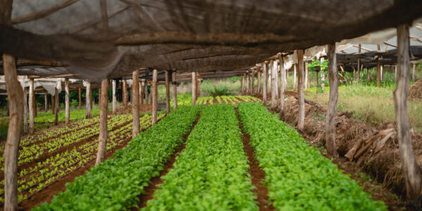 Cultivo intensivo de hortalizas bajo estructura de sombra rústica con techado natural y suelo fértil.